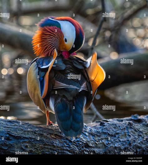 ABOUT — Golden Duck.